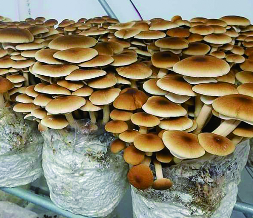 வளரும் பைகளில் காளான்களை வளர்ப்பதன் நன்மைகள்.